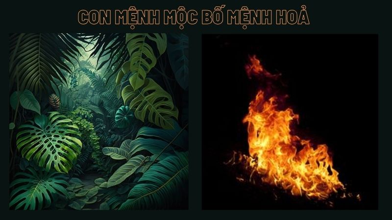 Con Mệnh Mộc Bố Mệnh Hoả: Liệu có hợp nhau?